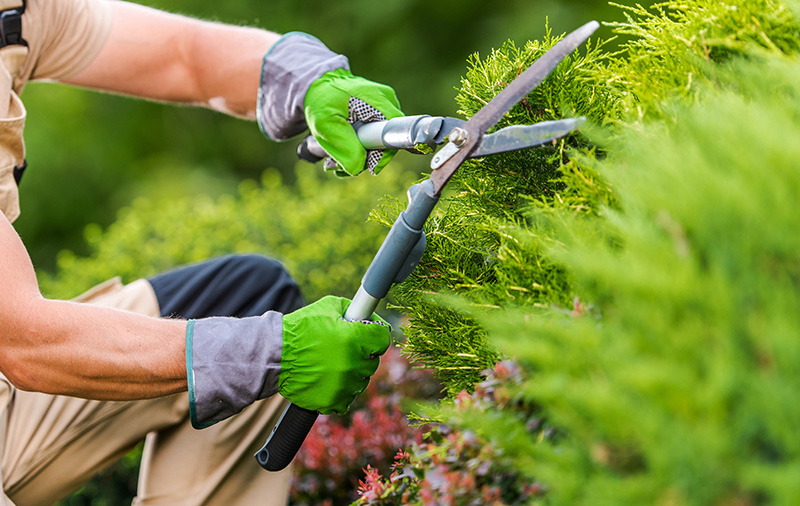 Entretien de jardin Thiers